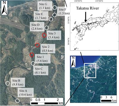 Spatiotemporal Changes of the Environmental DNA Concentrations of Amphidromous Fish Plecoglossus altivelis altivelis in the Spawning Grounds in the Takatsu River, Western Japan